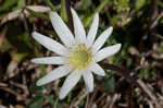 Thimbleweed